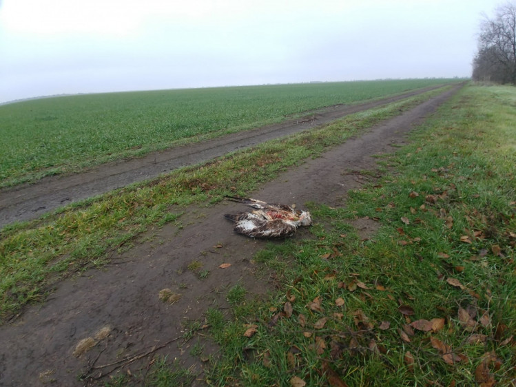 Масова загибель журавлів на Херсонщині