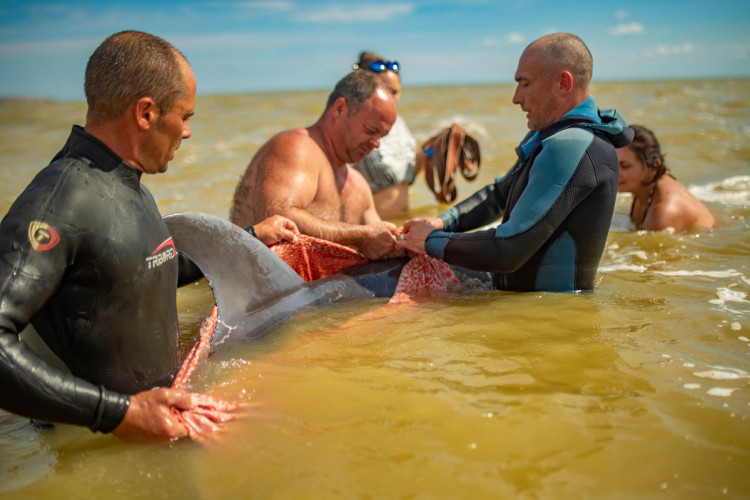 Порятунок дельфіна