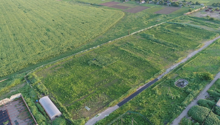 Плантація коноплі на Херсонщині